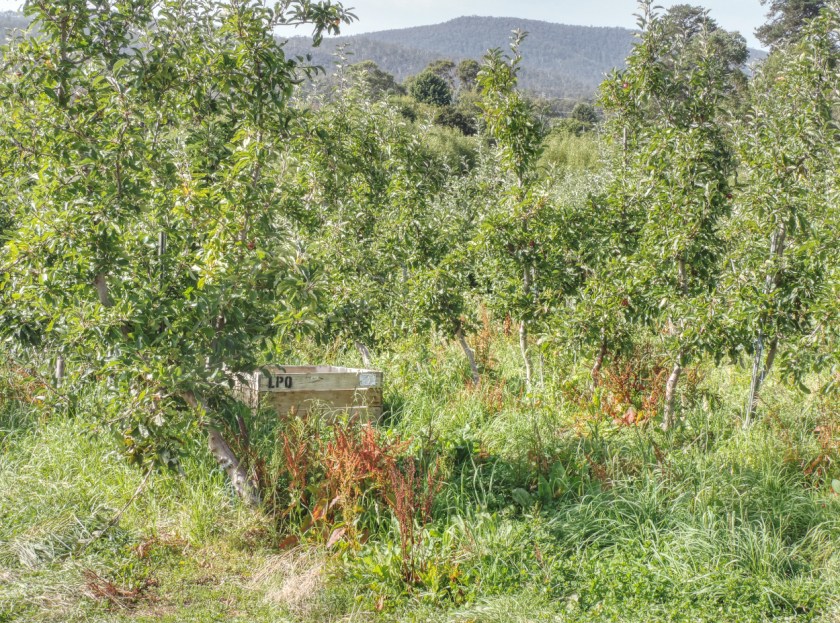 Bullock Hill to the Huon 6 small
