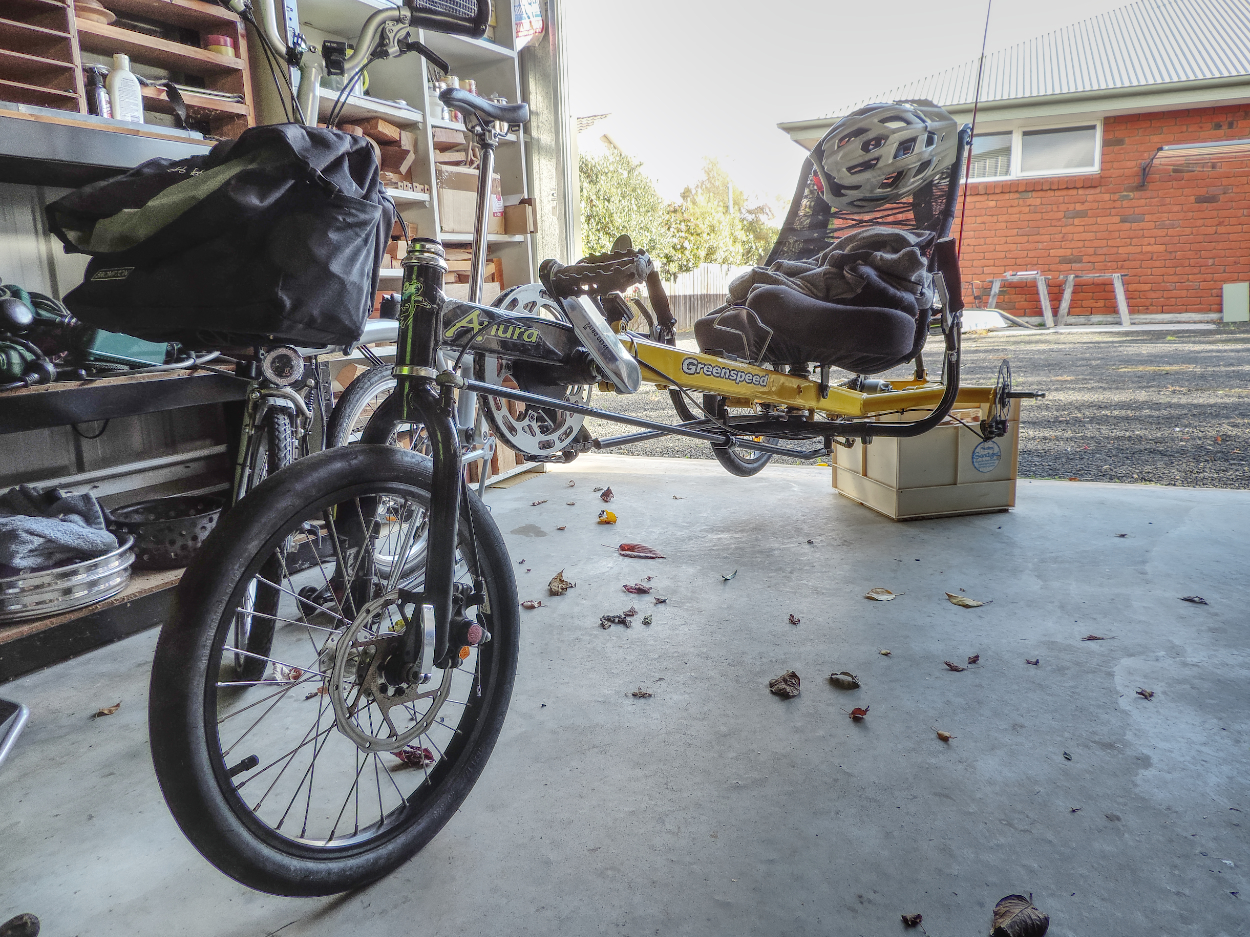 Punctured Anura Small