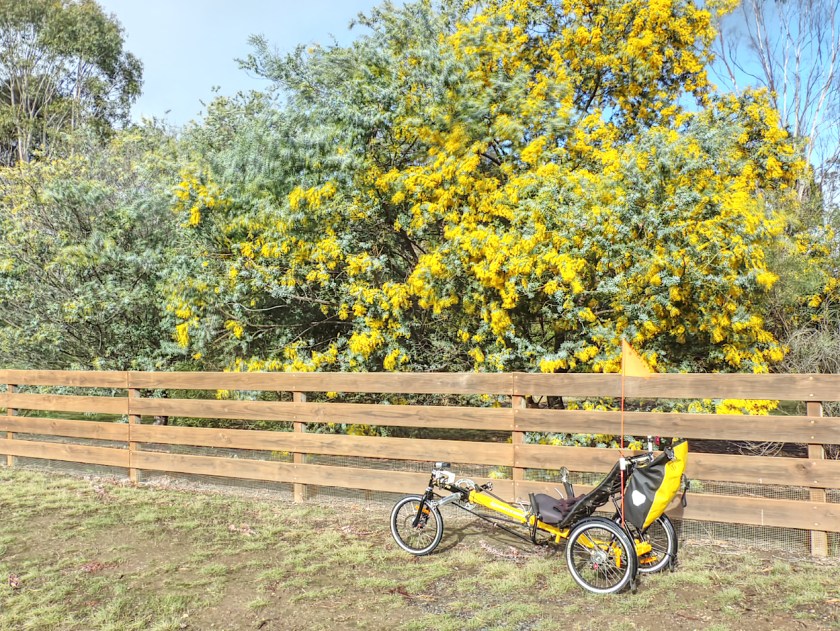 Tree Wattle type small