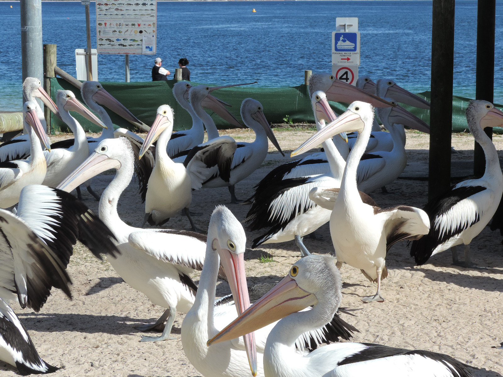 Nelson Bay Pelicans 2