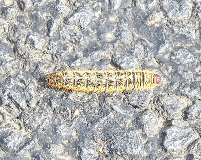 Caterpillar