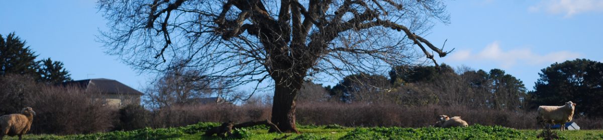 Tony's Tasmanian Cycling Blog