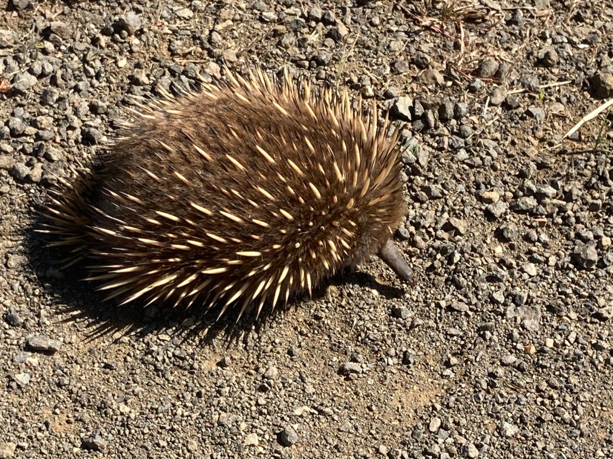 Wagons Roll .. Back&nbsp;Home